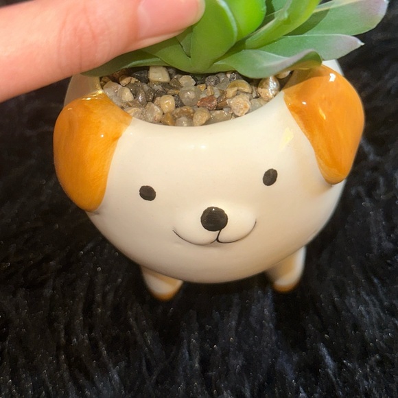 BRAND NEW ‘Francesca’s’ Dog succulent - Picture 3 of 4